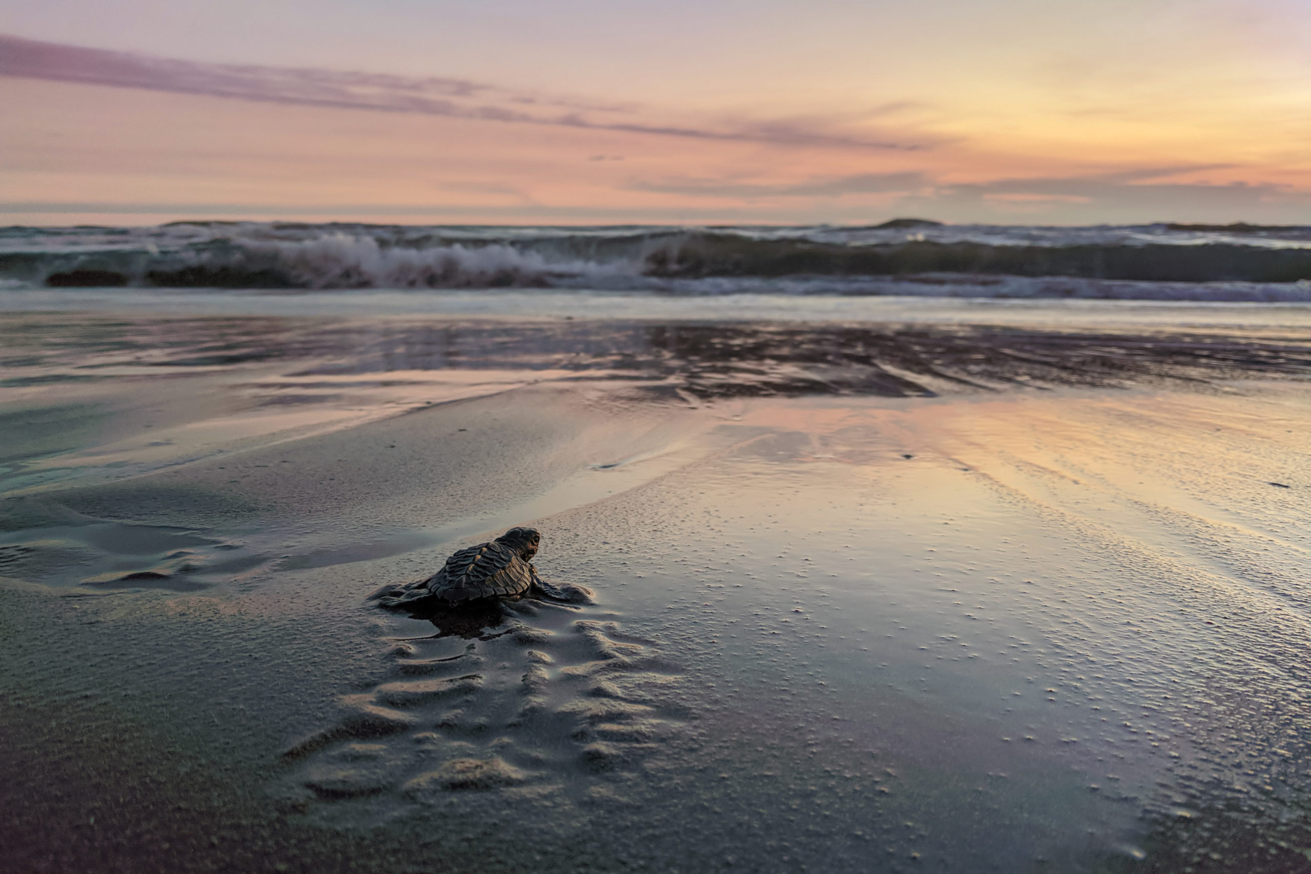 Turtles on a beach (Shutterstock)