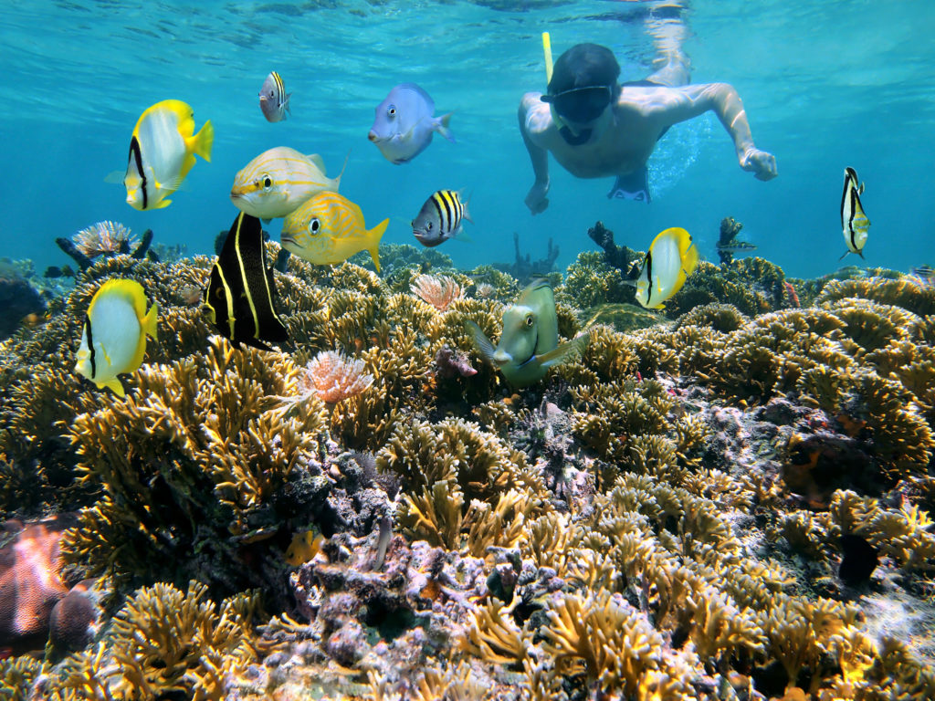 Snorkelling in high definition (Shutterstock)