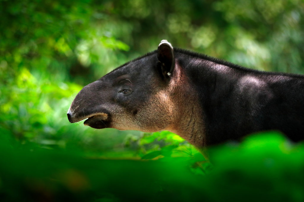 Tapir (Shutterstock)